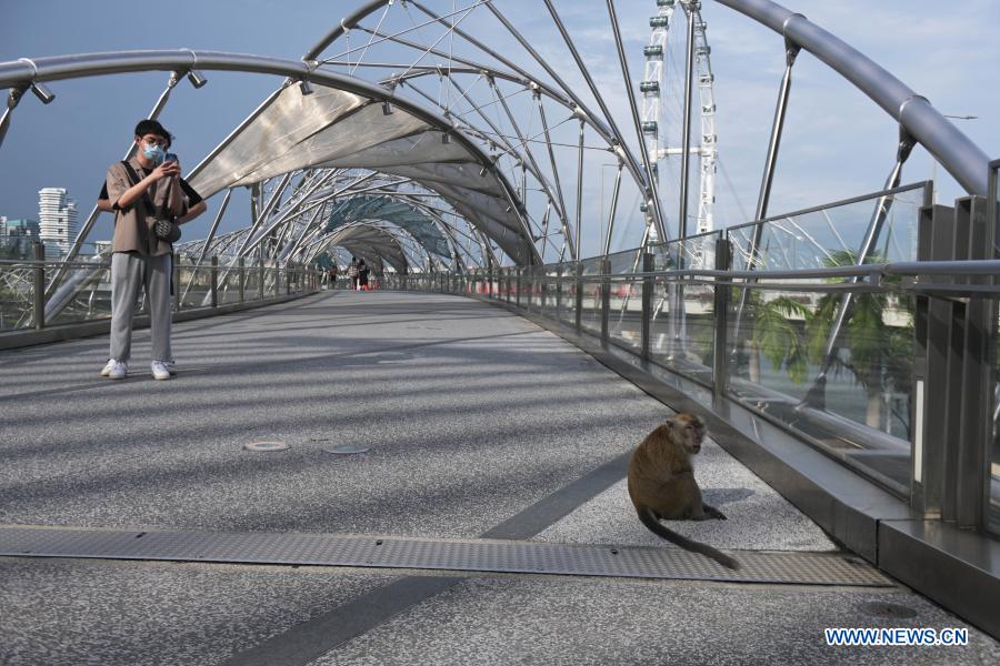 Wild long-tail macaque seen in Singapore's Marina Bay