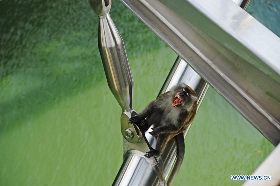 Wild long-tail macaque seen in Singapore's Marina Bay