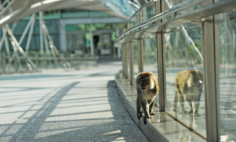 Wild long-tail macaque seen in Singapore's Marina Bay
