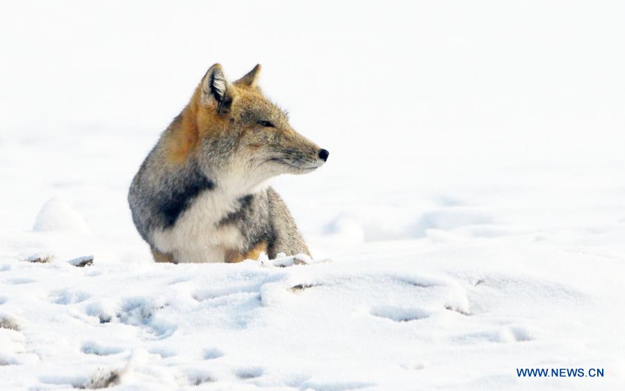 Tibetan fox pictured after snow in Jiuquan, Gansu