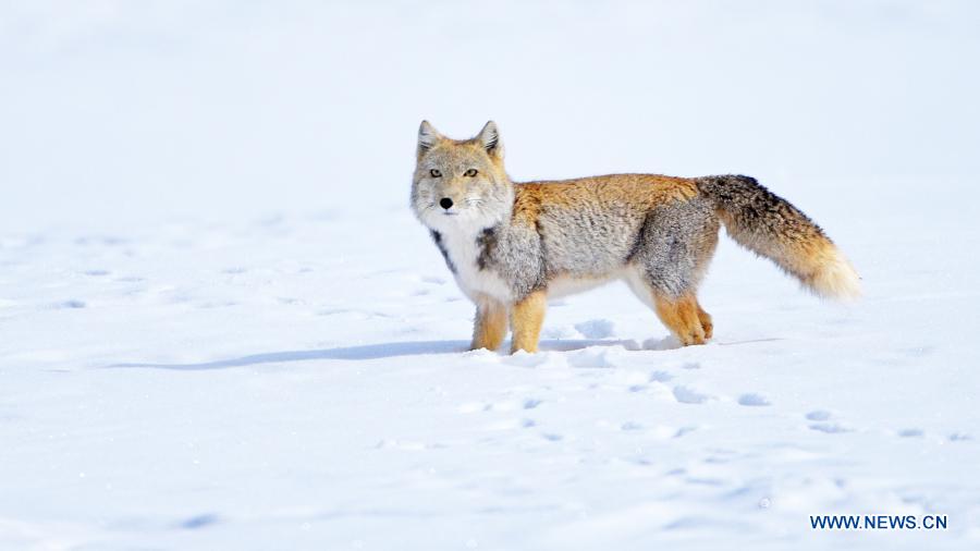 Tibetan fox pictured after snow in Jiuquan, Gansu