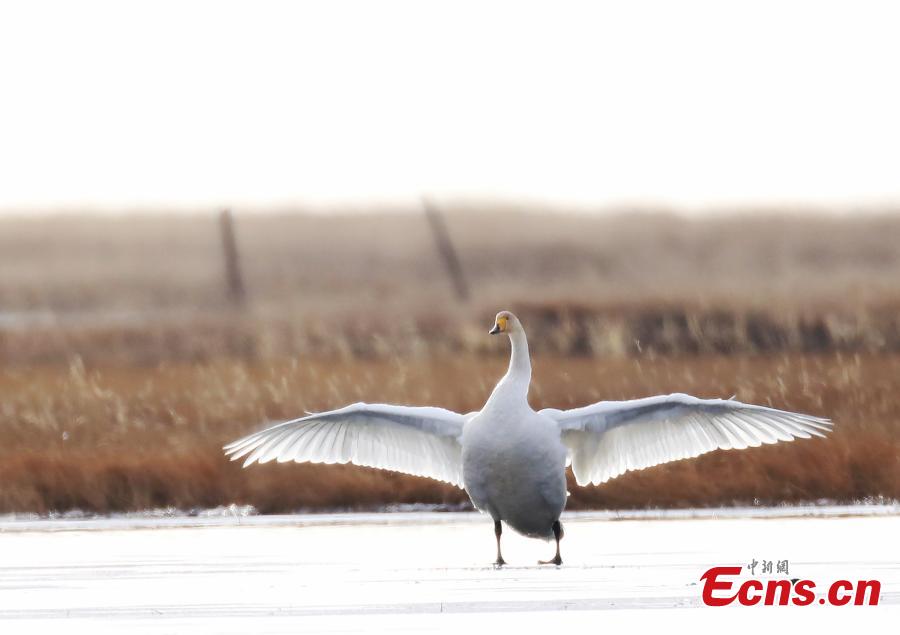 Migratory whooper swans winter in Sichuan
