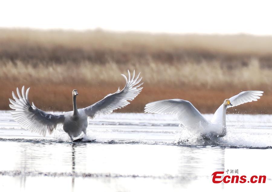 Migratory whooper swans winter in Sichuan