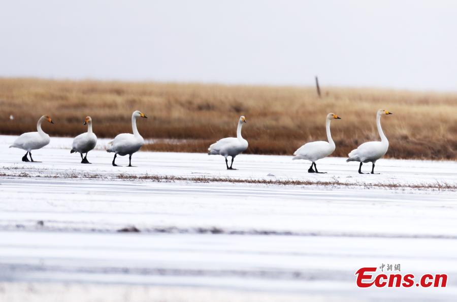 Migratory whooper swans winter in Sichuan