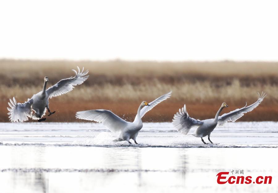 Migratory whooper swans winter in Sichuan
