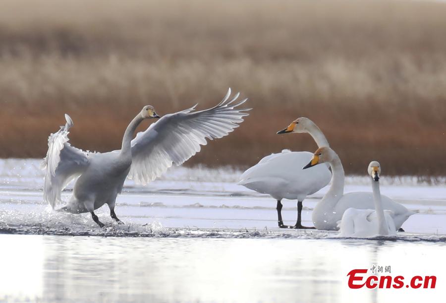 Migratory whooper swans winter in Sichuan