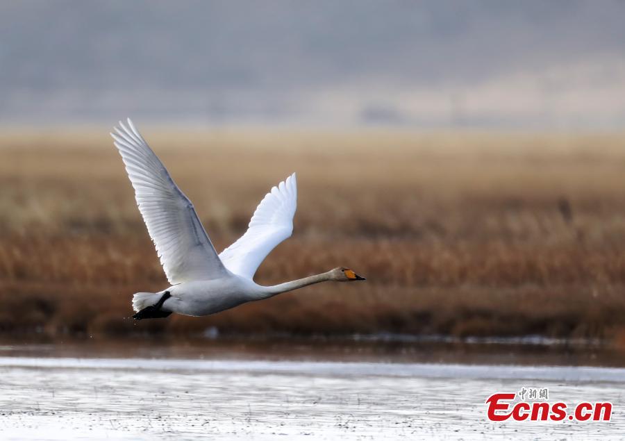 Migratory whooper swans winter in Sichuan
