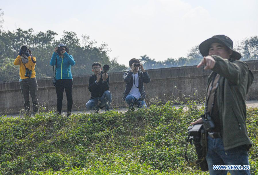 Swamps, surveys and endangered species: the barefoot bird-watchers of Hainan