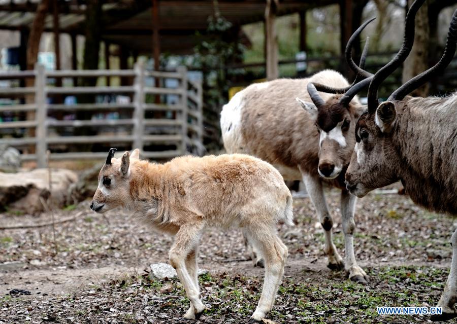 Addax cub seen at Shanghai Zoo