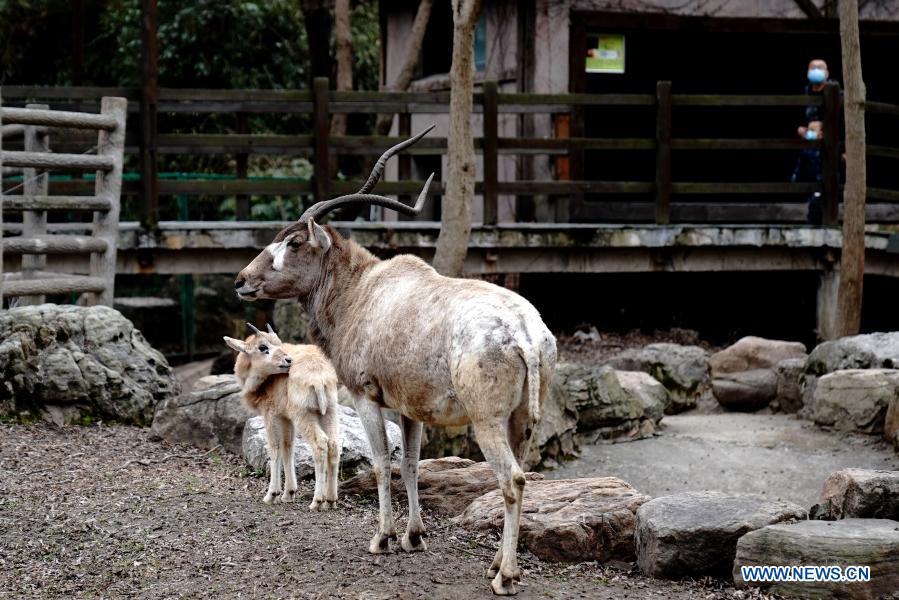 Addax cub seen at Shanghai Zoo