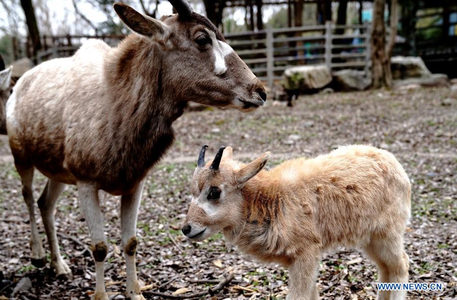 Addax cub seen at Shanghai Zoo