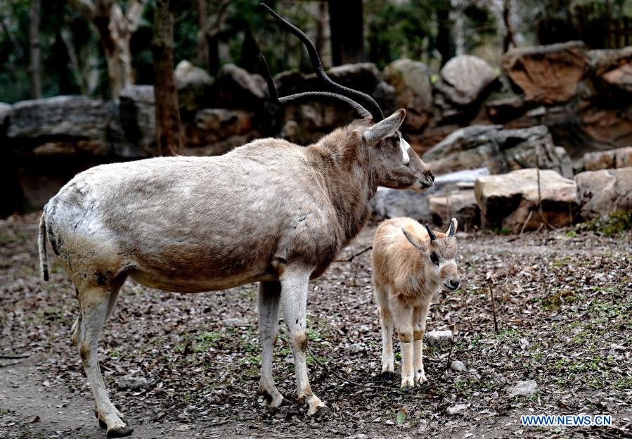 Addax cub seen at Shanghai Zoo