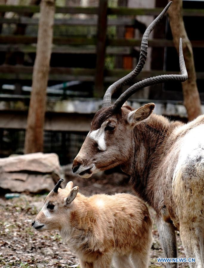 Addax cub seen at Shanghai Zoo