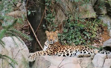 Nanjing zoo asks for public support through “adopting” zoo animals