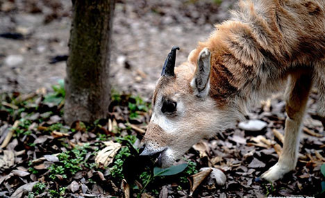 Addax cub seen at Shanghai Zoo
