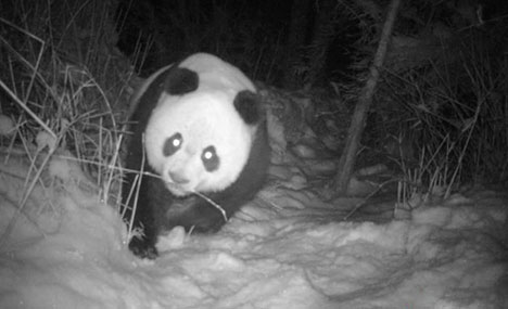 Panda activities frequently captured at nature reserve in SW China