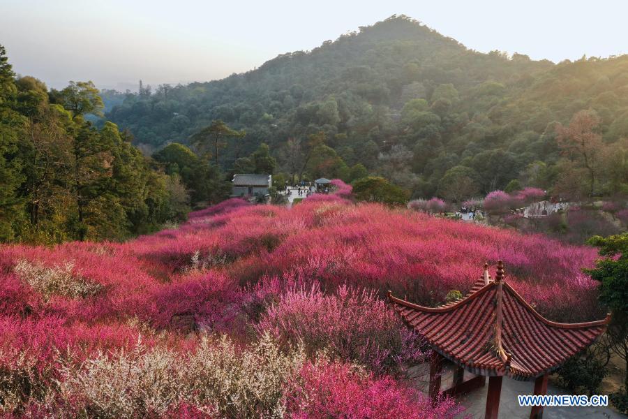 Visitors enjoy leisure time among cherry blossoms in Fuzhou