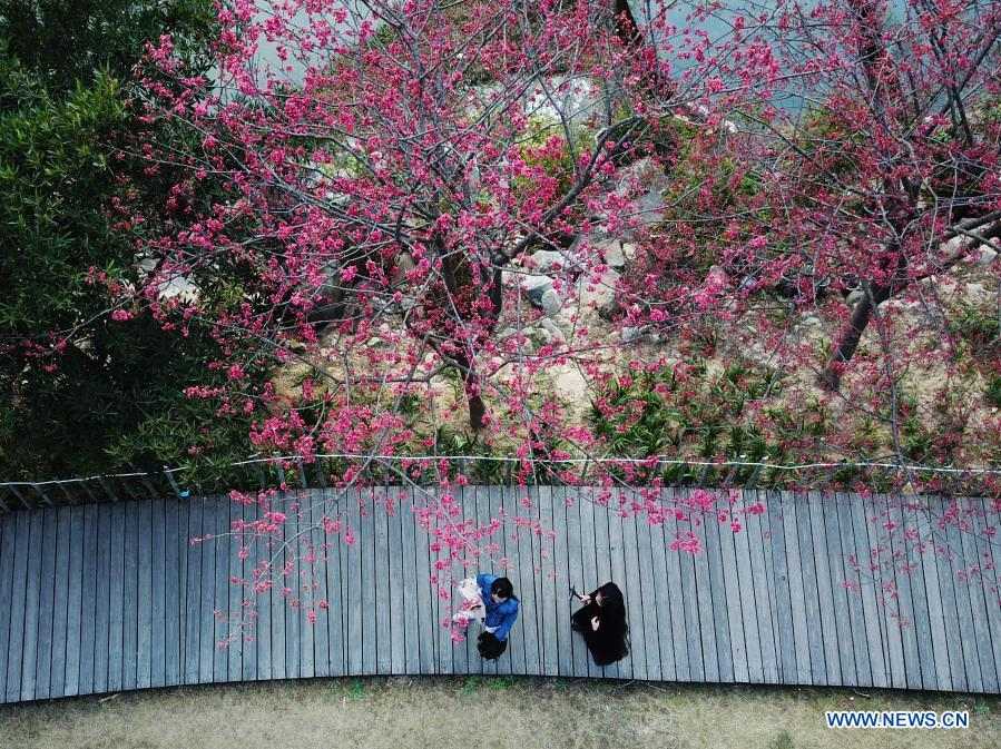 Visitors enjoy leisure time among cherry blossoms in Fuzhou