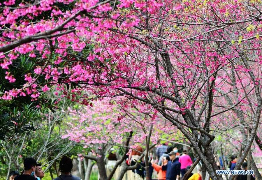 Visitors enjoy leisure time among cherry blossoms in Fuzhou