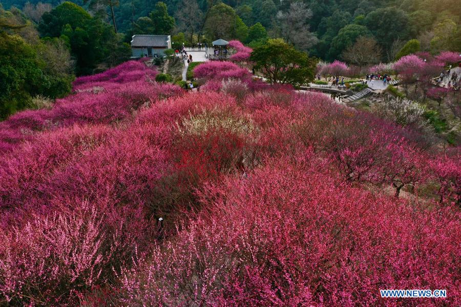 Visitors enjoy leisure time among cherry blossoms in Fuzhou