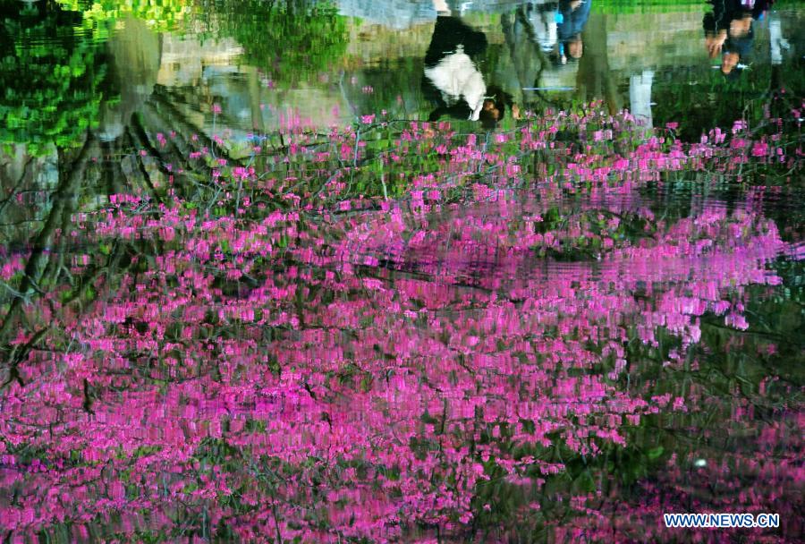 Visitors enjoy leisure time among cherry blossoms in Fuzhou