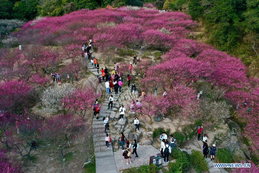 Visitors enjoy leisure time among cherry blossoms in Fuzhou