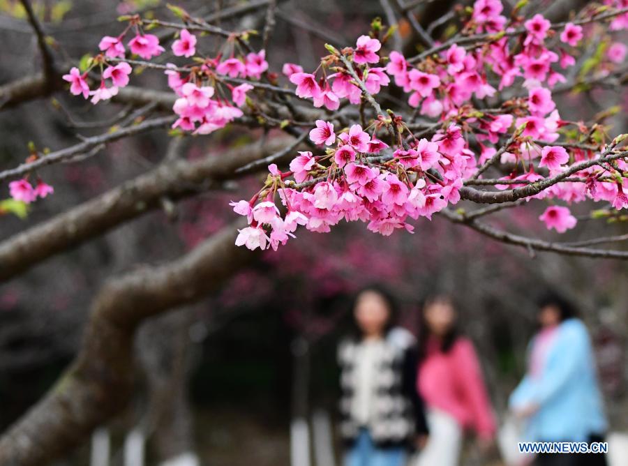 Visitors enjoy leisure time among cherry blossoms in Fuzhou