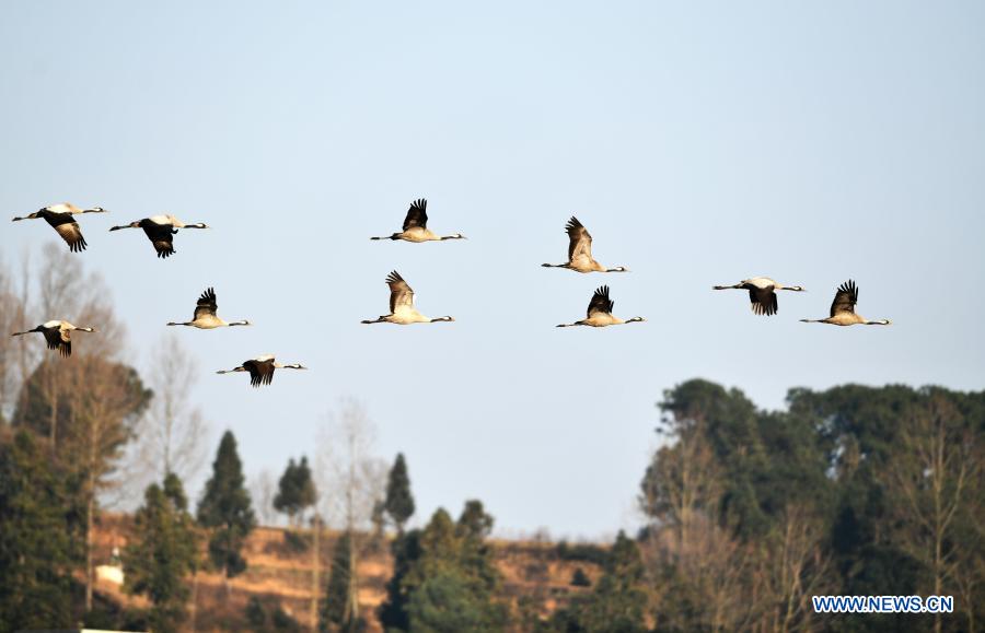 Guizhou promotes wetland restoration