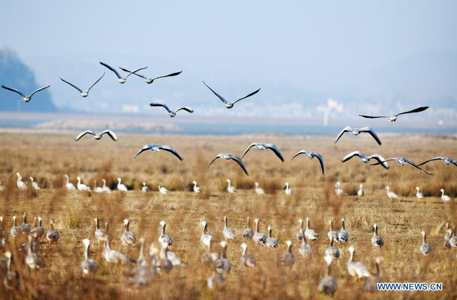 Guizhou promotes wetland restoration