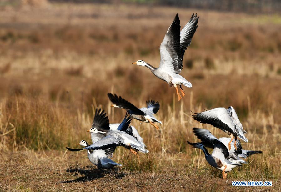 Guizhou promotes wetland restoration