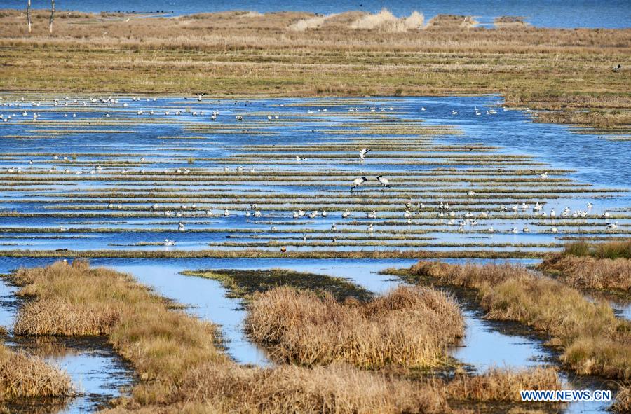 Guizhou promotes wetland restoration