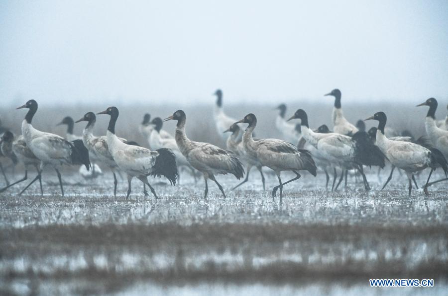 Guizhou promotes wetland restoration