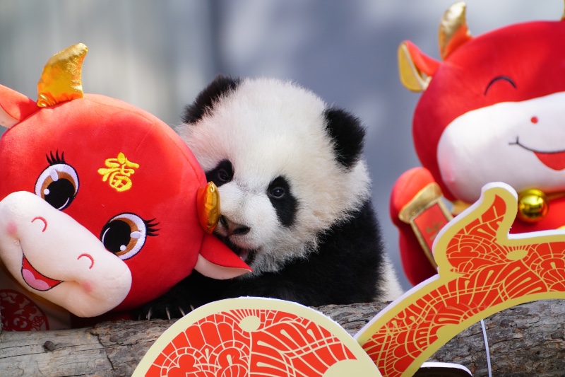 Panda cubs pose for Lunar New Year photo