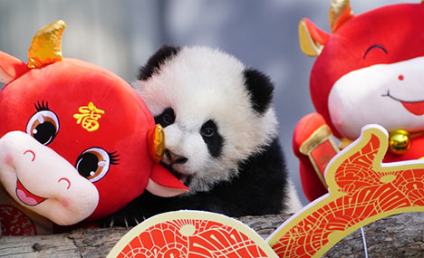 Panda cubs pose for Lunar New Year photo