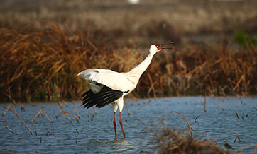 In pics: White cranes in Quanzhou, SE China