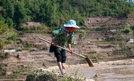 Scenery of terraced fields in Yunnan