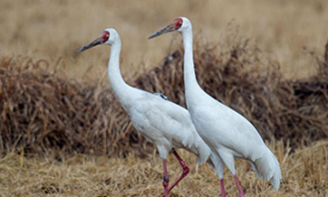 Nation beefs up wildlife protection