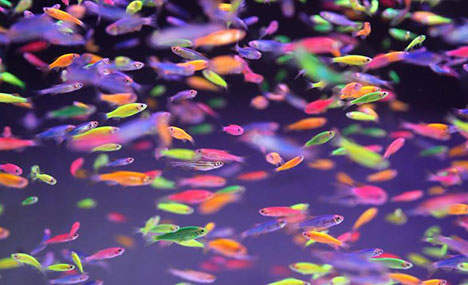 Pet fish become popular in Liaoning as Spring Festival approaches