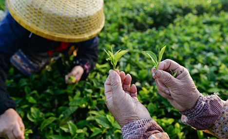 Farmers pick tea leaves at tea garden in Hainan