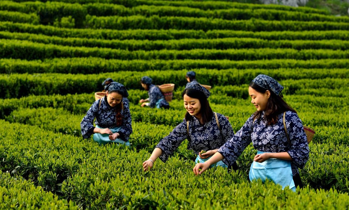 Anhua county in central China's Hunan province lifts people out of poverty by reinvigorating dark tea industry