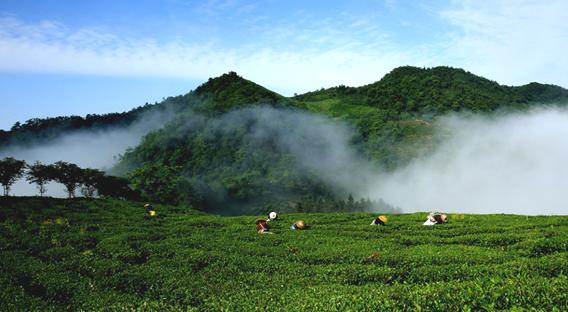 Anhua county in central China's Hunan province lifts people out of poverty by reinvigorating dark tea industry