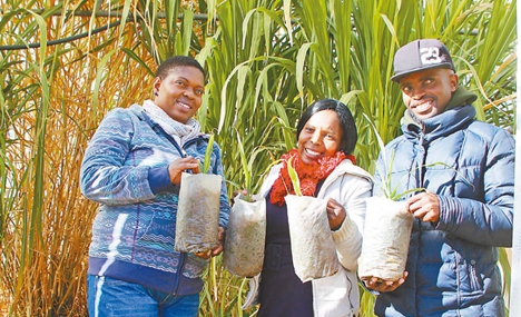 China's Juncao technology alleviates poverty in Africa