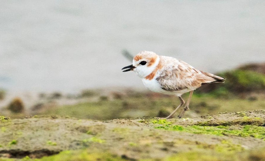 Malaysian plover seen in Singapore
