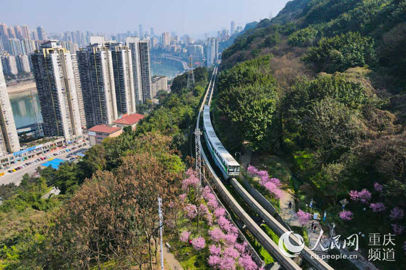 Train runs amid spring flowers in Chongqing