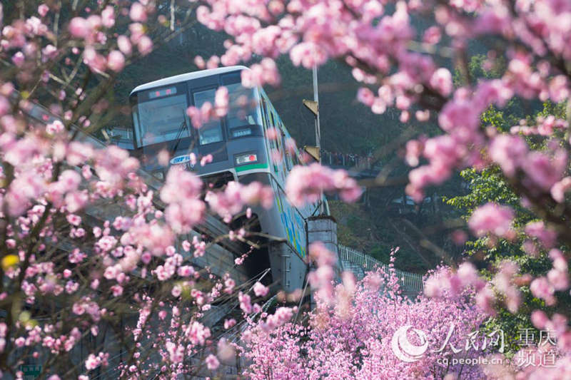 Train runs amid spring flowers in Chongqing