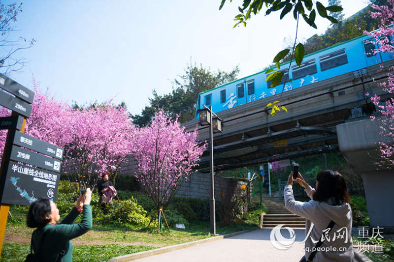 Train runs amid spring flowers in Chongqing