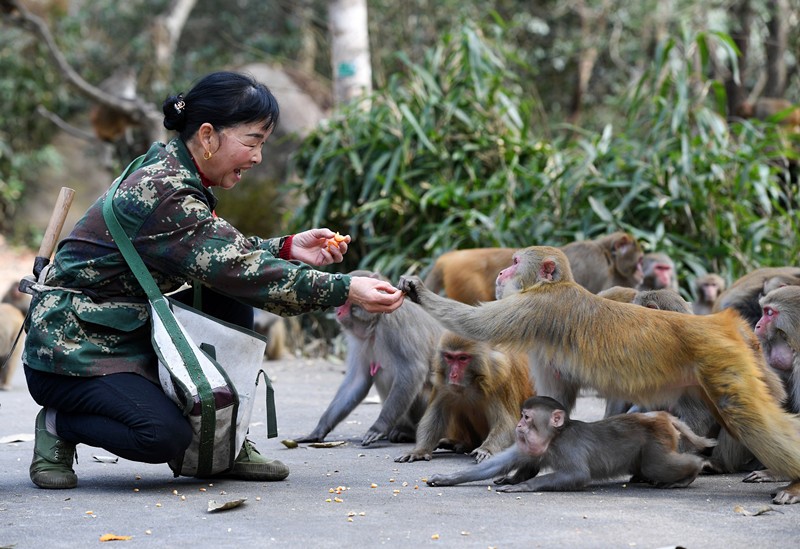Wu Zhenhua, a forest ranger in Yifeng county, Yichun city, east China’s Jiangxi province, feeds wild macaques, Feb. 3. (Photo by Zhou Liang/People’s Daily Online)