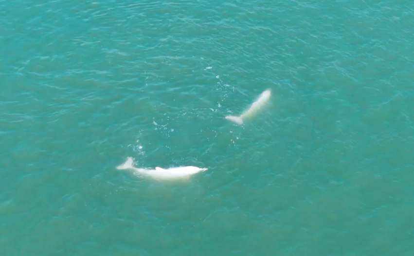 Chinese white dolphins spotted in E China