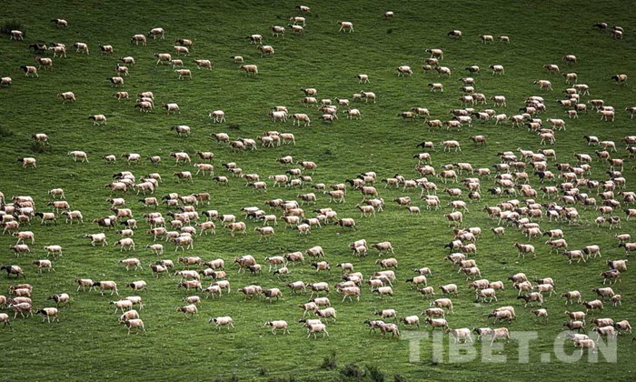 County in Tibet Autonomous Region thrives by developing sheep breeding industry