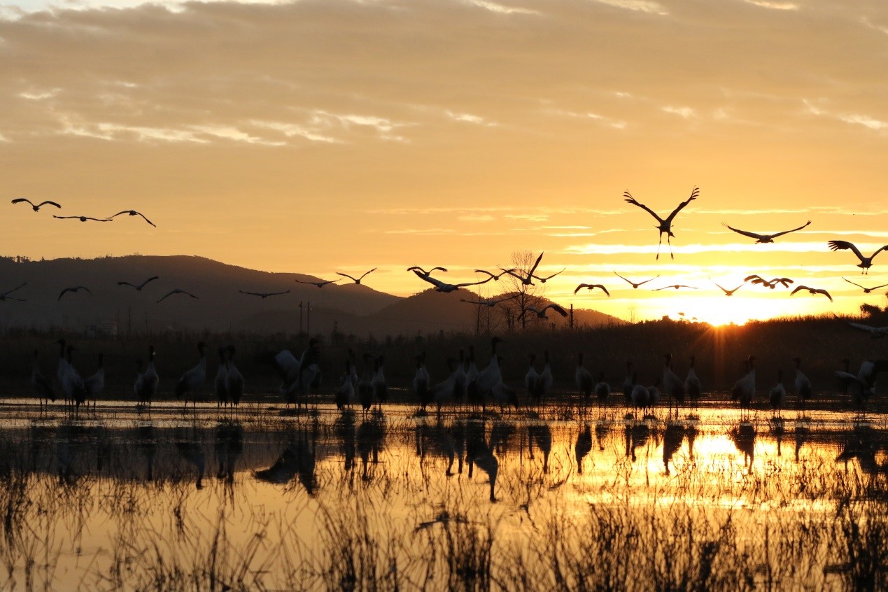 Bird rangers help improve ecology of local nature reserve in SW China